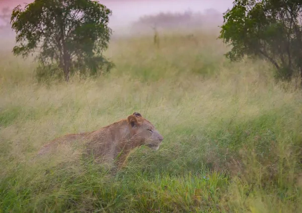 Afrikanischer Löwe in der Savanne im hlane royal Nationalpark in — Stockfoto