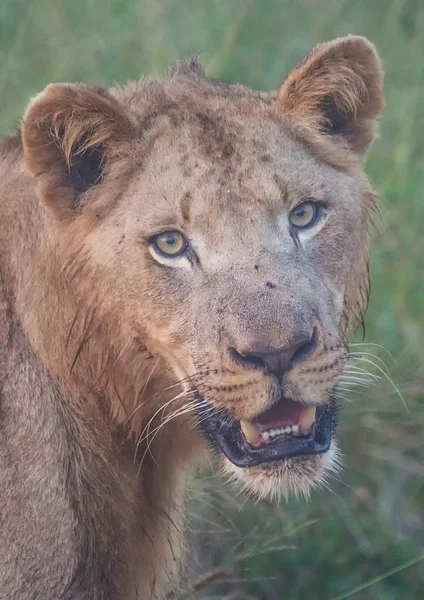 Afrikanischer Löwe in der Savanne im hlane royal Nationalpark in — Stockfoto