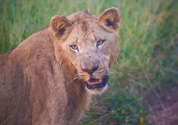 サバンナのフラネ ロイヤル国立公園での Afrion ライオン — ストック写真