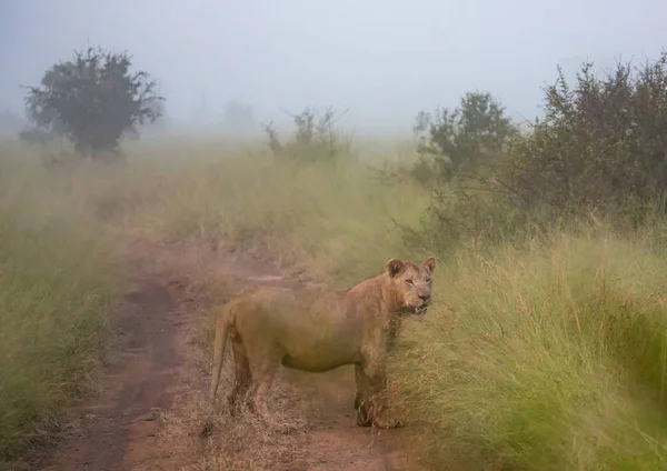 Leão africano na savana no Hlane Royal National Park em — Fotografia de Stock