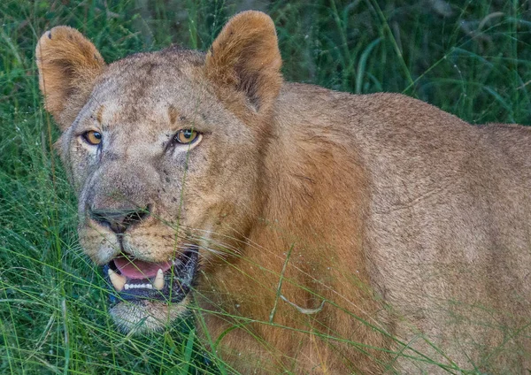 Leão africano na savana no Hlane Royal National Park em — Fotografia de Stock