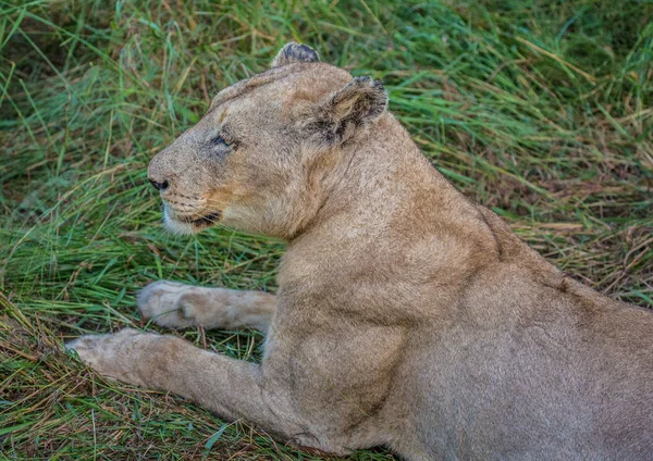 Leão africano na savana no Hlane Royal National Park em — Fotografia de Stock