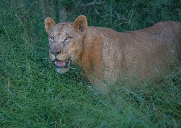 Leão africano na savana no Hlane Royal National Park em — Fotografia de Stock