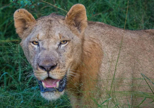 Leão africano na savana no Hlane Royal National Park em — Fotografia de Stock