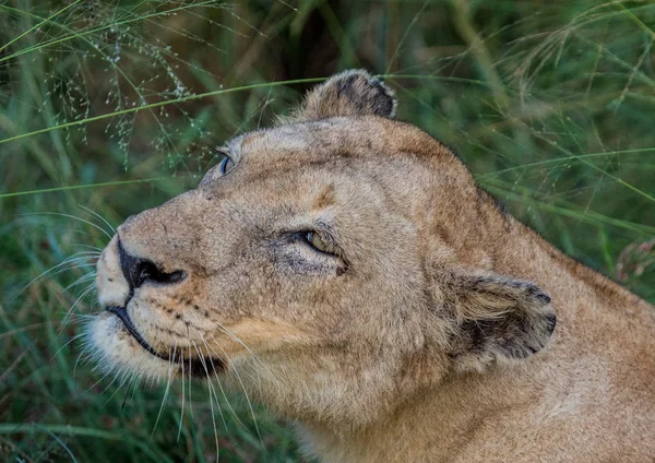 Afrion Leeuw in de savanne in het Hlane-Royal National Park in — Stockfoto