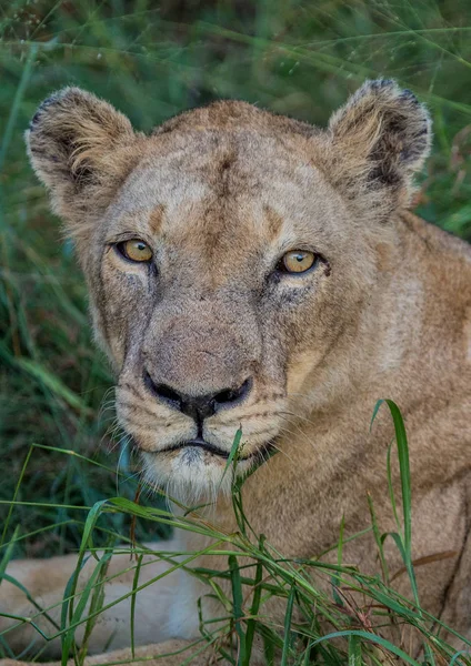 Leão africano na savana no Hlane Royal National Park em — Fotografia de Stock