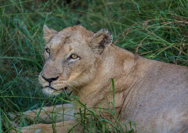 Leão africano na savana no Hlane Royal National Park em — Fotografia de Stock