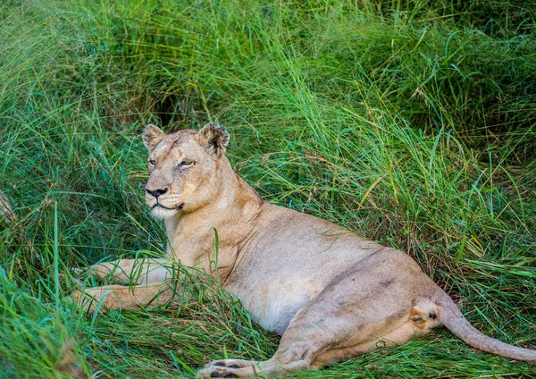 Afrion Leeuw in de savanne in het Hlane-Royal National Park in — Stockfoto
