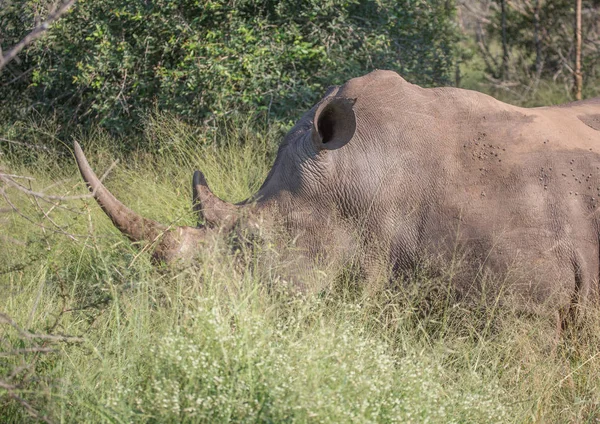 Savannah, Hlane Royal National Park için yapılan beyaz gergedan — Stok fotoğraf