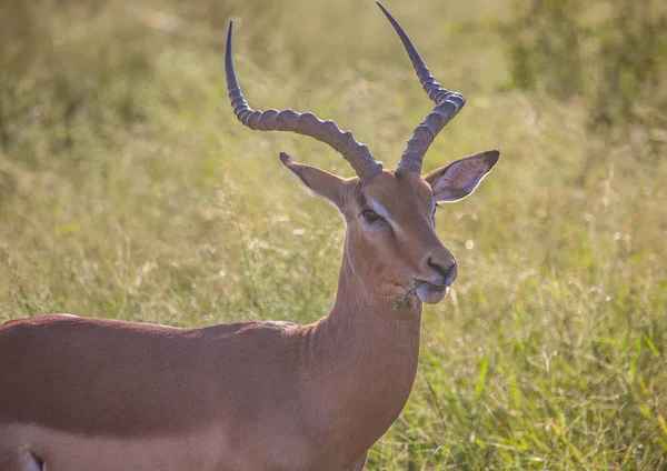 Impala hane tugga lite gräs på Hlane Royal National Park i S — Stockfoto