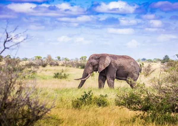 Słonia afrykańskiego Savannah w Parku Narodowego Kruger w Południowej A Obrazy Stockowe bez tantiem