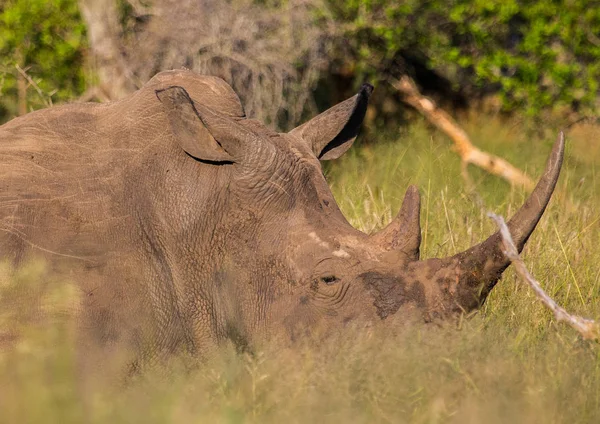 Savannah, Hlane Royal National Park için yapılan beyaz gergedan — Stok fotoğraf