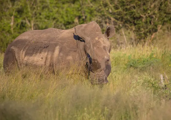 Білий носоріг Саванна в Hlane Королівського національного парку, в — стокове фото