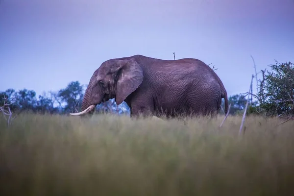 Elefanti africani sotto la luna piena alla savana di Hlane Royal — Foto Stock
