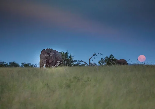 Hlane 로얄에서 savvanah에 보름달 아래 아프리카 코끼리 — 스톡 사진