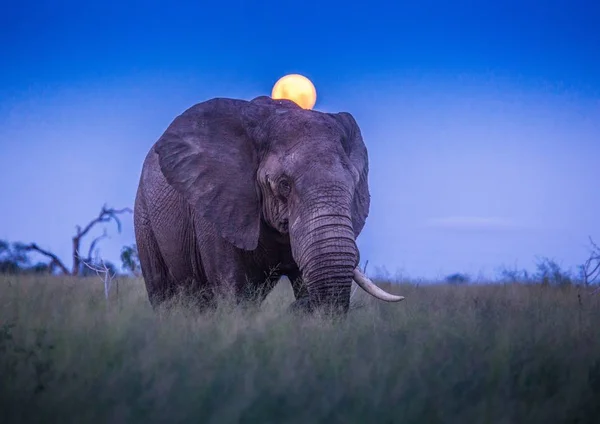 African elephants under full moon at the savvanah at Hlane Royal