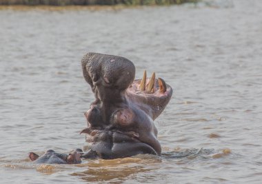 S Isimangaliso sulak Park'ta suda su aygırı