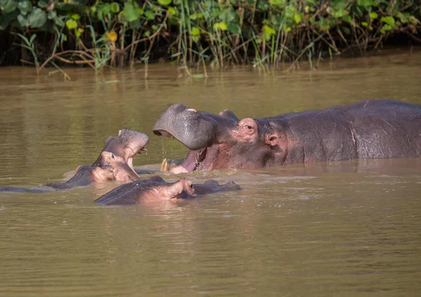 カバの母で水で彼女の子供とのキス、 — ストック写真