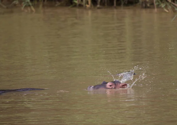Hipopotam dziecko w wodzie w Isimangaliso Wetland Park — Zdjęcie stockowe