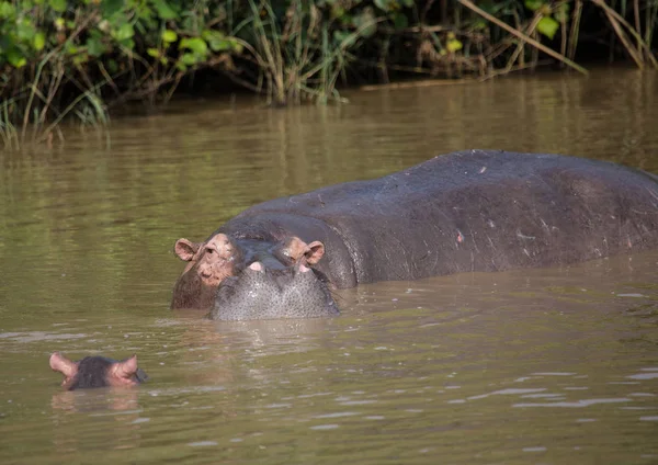 Kuda nil ibu dengan bayinya di dalam air di ISimangal — Stok Foto
