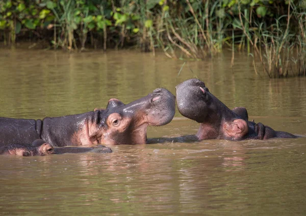 Hippopotamus mãe beijando com seu filho na água no — Fotografia de Stock