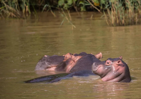 カバ、Isimangal で水を赤ちゃんと母親 — ストック写真