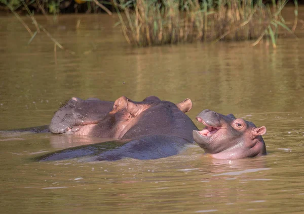 Hipopótamo mãe com seu bebê na água no ISimangal — Fotografia de Stock