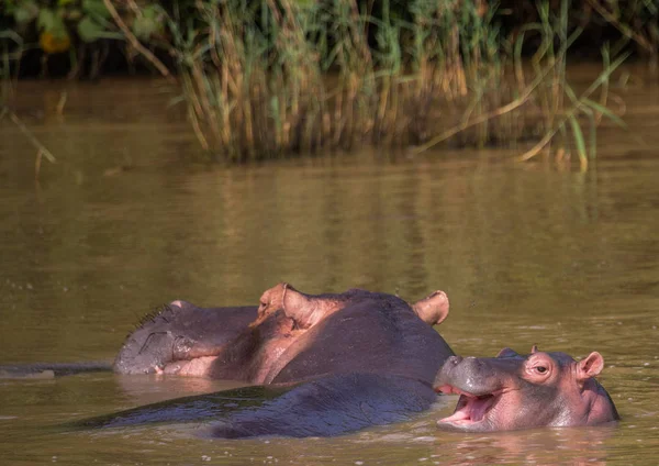 Hipopótamo mãe com seu bebê na água no ISimangal — Fotografia de Stock