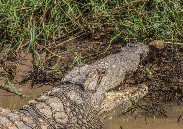 Крокодил ждет еды в водно-болотном парке ISimangaliso в S — стоковое фото