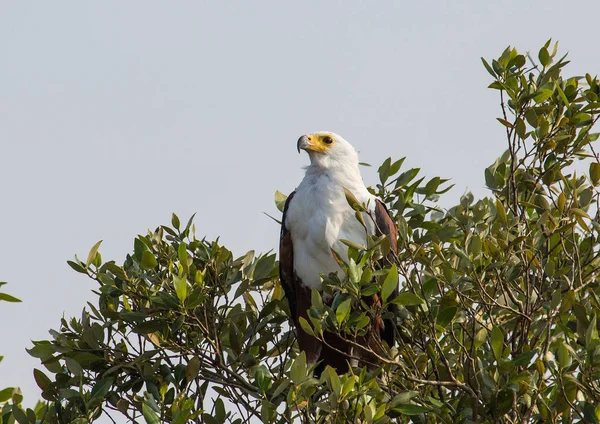 Afrikaanse vis eagle op een boom in het Isimangaliso Wetland Park ik — Stockfoto