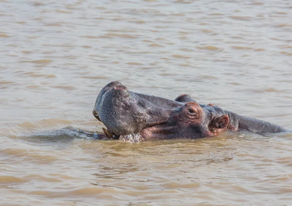 河马在 S Isimangaliso 湿地公园水中 — 图库照片