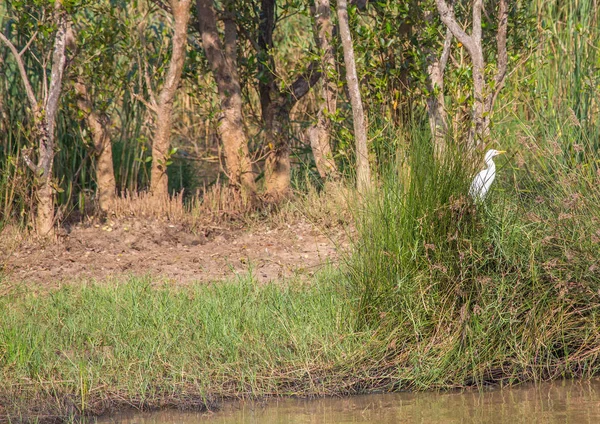 Gran garza en la hierba en el Parque de Humedales ISimangaliso en S — Foto de Stock