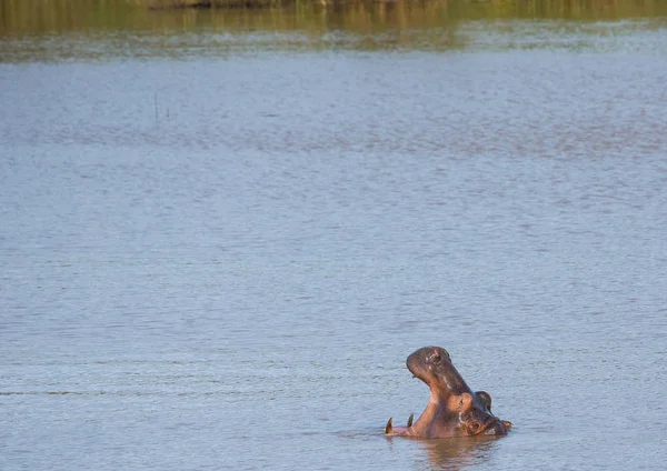 Hipopótamo en el agua en el Parque de Humedales ISimangaliso en S — Foto de Stock