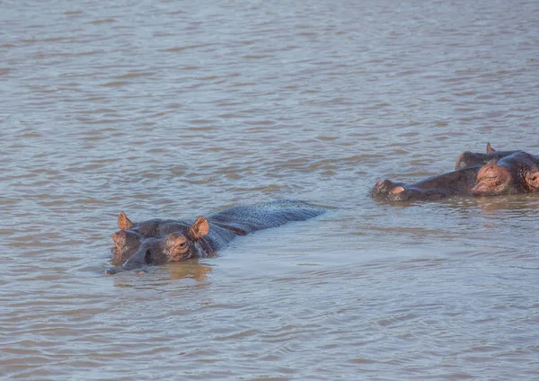 Hippopótamo na água no Parque Wetland ISimangaliso em S — Fotografia de Stock