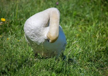 Buechenbach bölge bir su birikintisi üzerinde yetişkin Sessiz Kuğu 