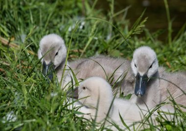 İki hafta eski sessiz kuğu bebekler Bue bölge bir su birikintisi yakın