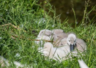 İki hafta eski sessiz kuğu bebekler Bue bölge bir su birikintisi yakın