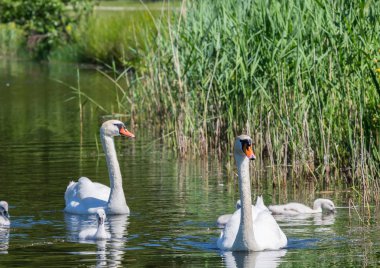 Onların paren ile birlikte yüzmeye iki hafta eski sessiz kuğu bebekler