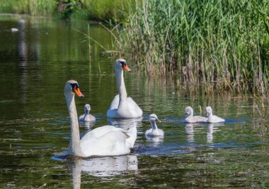 Onların paren ile birlikte yüzmeye iki hafta eski sessiz kuğu bebekler