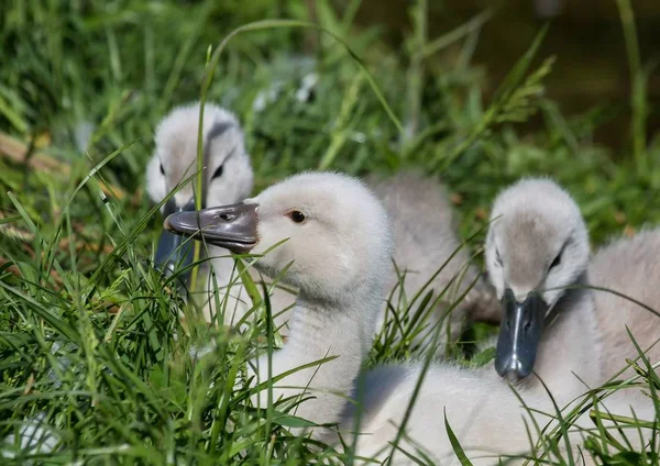 Duas semanas de idade mudo cisne bebês perto de uma lagoa no distrito de Bue — Fotografia de Stock