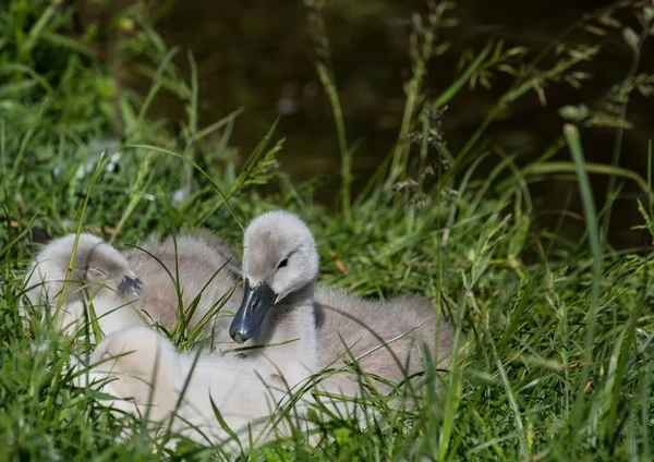 Bambini cigno muto di due settimane vicino a uno stagno nel distretto di Bue — Foto Stock