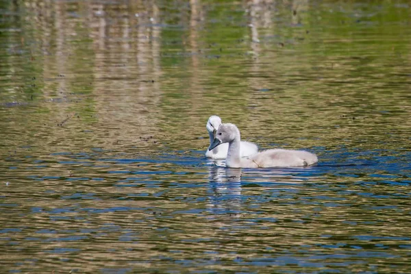 Two week old mute swan babies swimming on a pond in the district