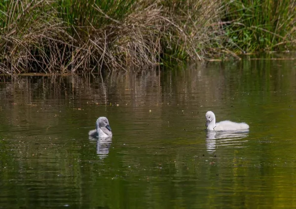 Bebés cisnes mudos de dos semanas nadando en un estanque en el distrito — Foto de Stock