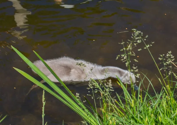 Bebés cisnes mudos de dos semanas nadando en un estanque en el distrito — Foto de Stock