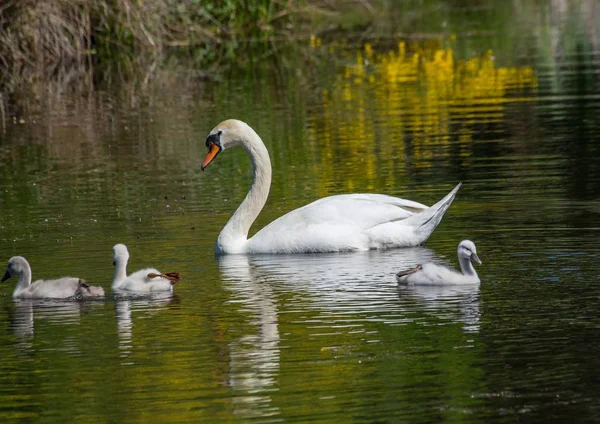 Bebés cisnes mudos de dos semanas nadando junto con sus padres — Foto de Stock