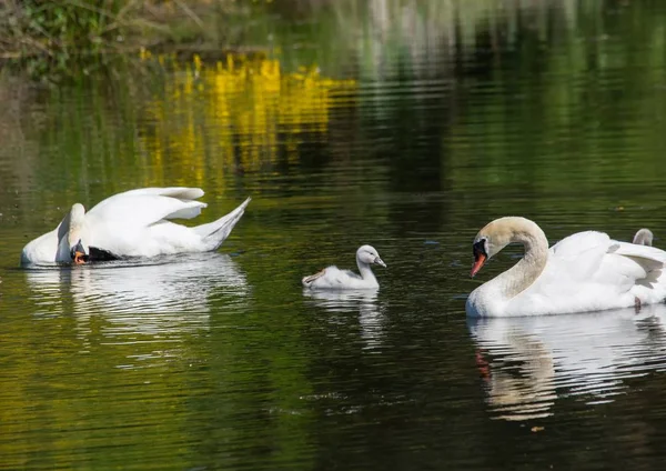 Dois semanas de idade mudo cisne bebês nadando junto com seus paren — Fotografia de Stock