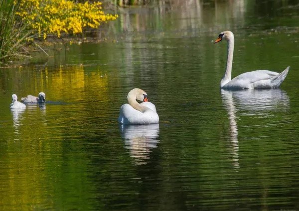 Two week old mute swan babies swimming together with their paren