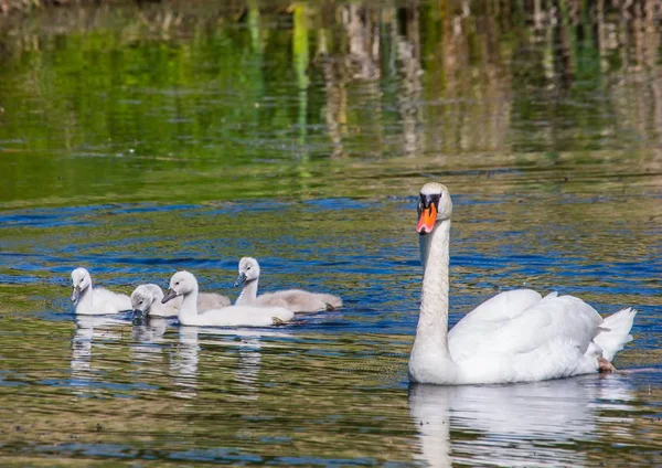 Two week old mute swan babies swimming together with their paren