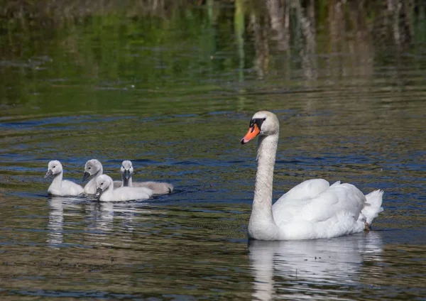 Bebés cisnes mudos de dos semanas nadando junto con sus padres —  Fotos de Stock