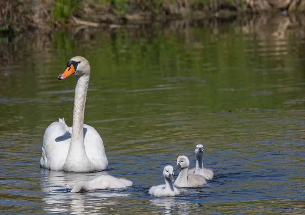 Dois semanas de idade mudo cisne bebês nadando junto com seus paren — Fotografia de Stock